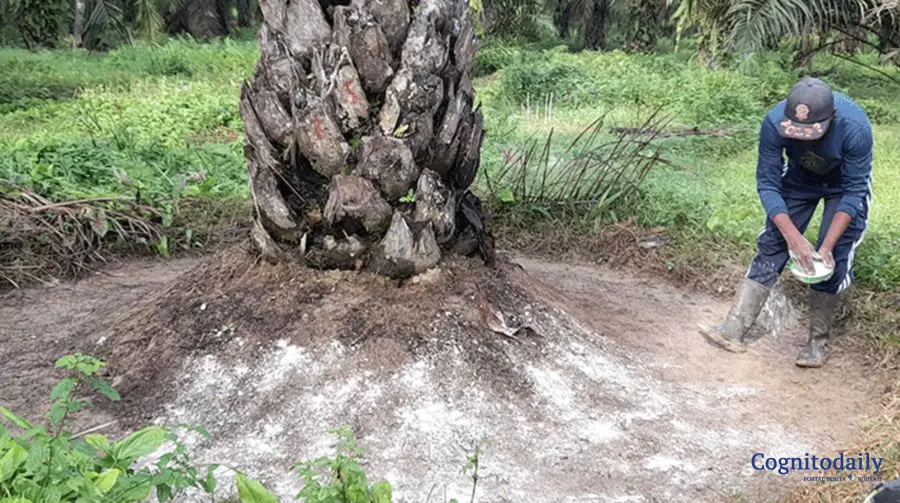 Alarm Bahaya! Sawit RI Terancam Mati Semua di 2030, Ada Masalah Apa?