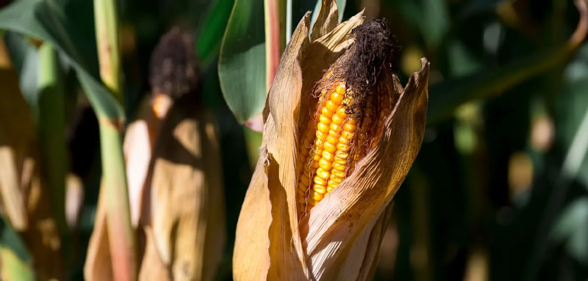 Berlin's Maize Cap Threatens Energy Stability 2026