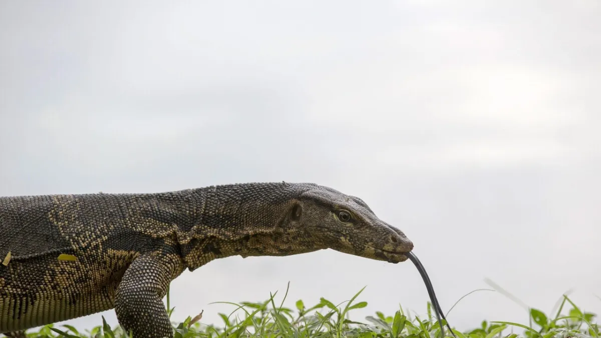 Giant Monitor Lizard Stirs Brescia: Restricted Zone Imposed for Public Safety