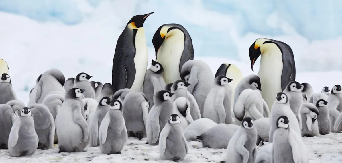 Antarctic Ice Disaster: Thousands of Emperor Penguin Chicks Starve to Death