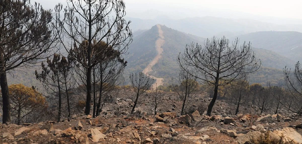 Tragedi Almería: Kebakaran Hutan Spanyol Tewaskan Belasan Orang, Terparah di Andalusia