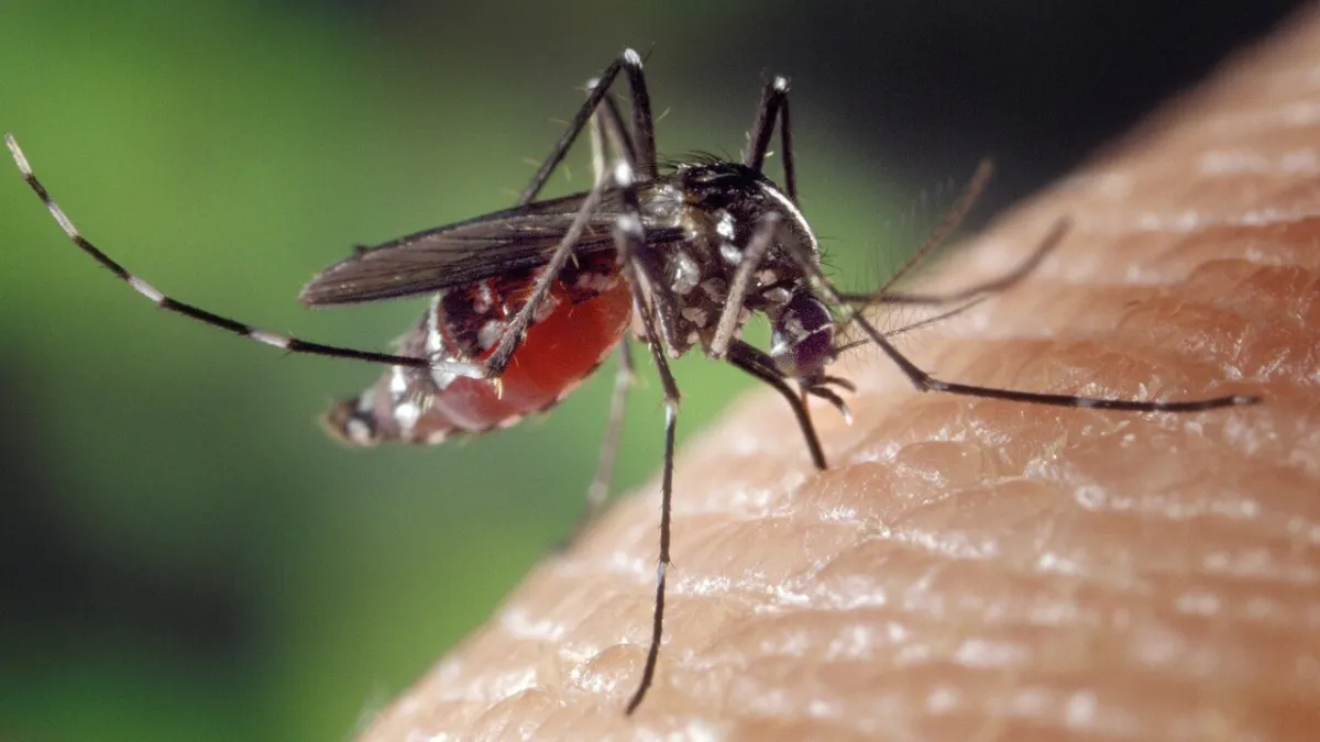 Italian Microbiologist Urges Tighter Surveillance Amidst West Nile, Malaria Threat in 2026