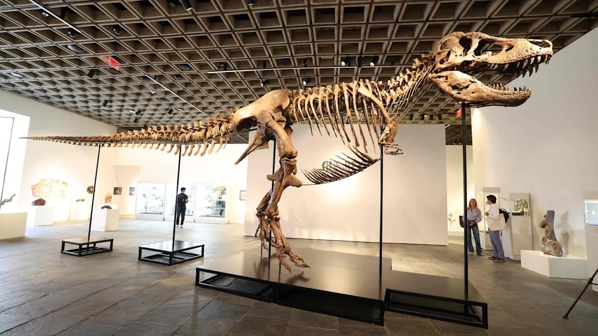 Harga Fantastis! Kerangka T-Rex Paling Utuh Siap Lelang di Sotheby's