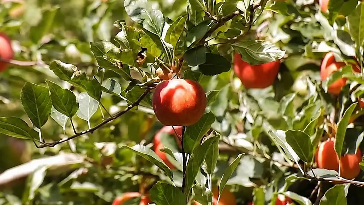 Xinjiang Farmers' Innovation Elevates Local Apples to Global Market 2026