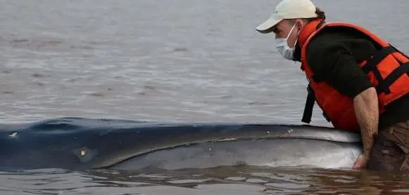 Rio de la Plata Tragedy: Sei Whale Dies After Dramatic Day-Long Rescue