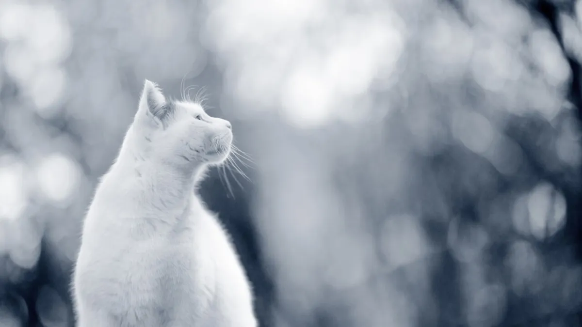 Fenomena Gerhana 2026: Anjing dan Kucing, Apa yang Sebenarnya Mereka Rasakan?