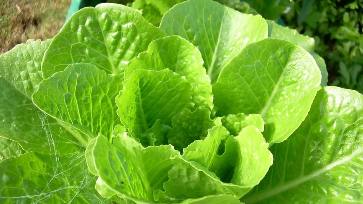 Food Innovation 2026: Meat Lettuce Transforms Sustainable Protein Paradigm
