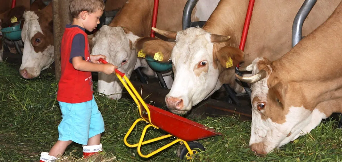 Mystery Unveiled: Farm Bacteria Strengthen Children's Immunity!