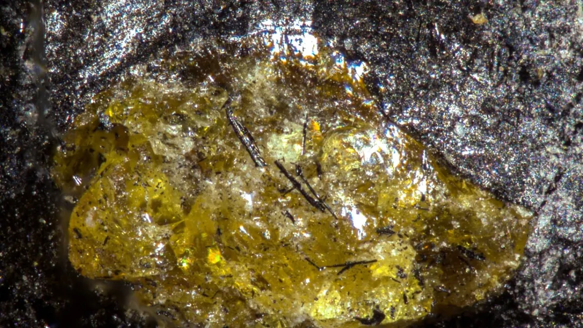 Misteri Terkuak! Fosil Amber Tertua Dunia Berusia 385 Juta Tahun Ditemukan di Tiongkok