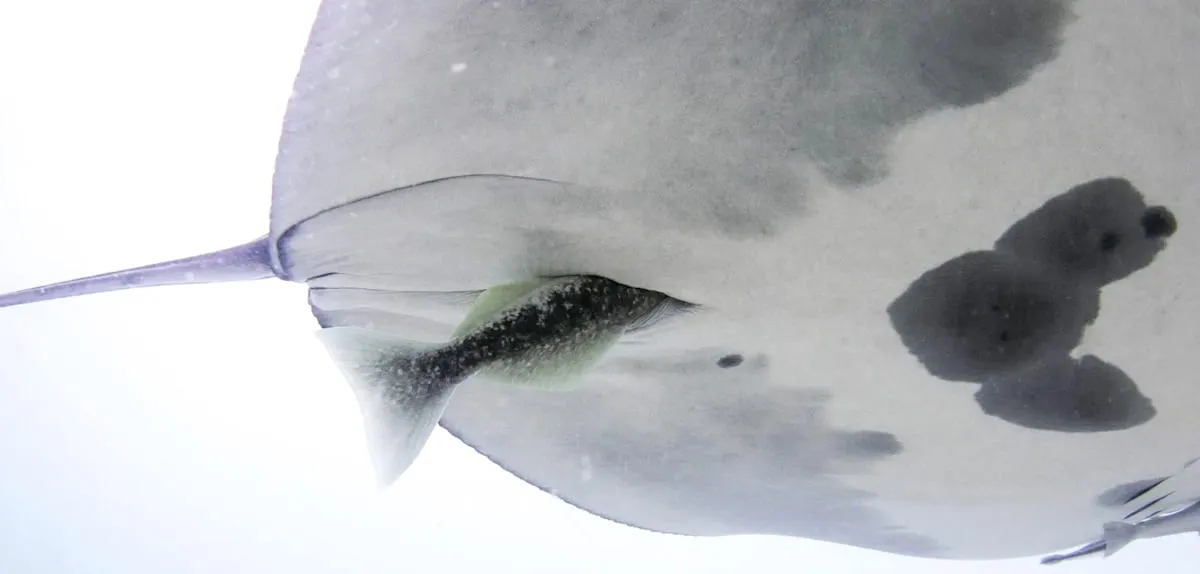 Perilaku Aneh Remora Gegerkan Ilmuwan: Ada Apa dengan Pari Manta?