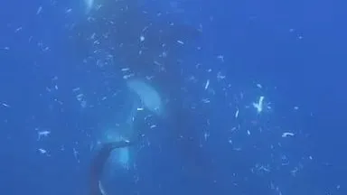 Rare Footage: Orcas Display Hunting Prowess, Dismember Giant Sunfish