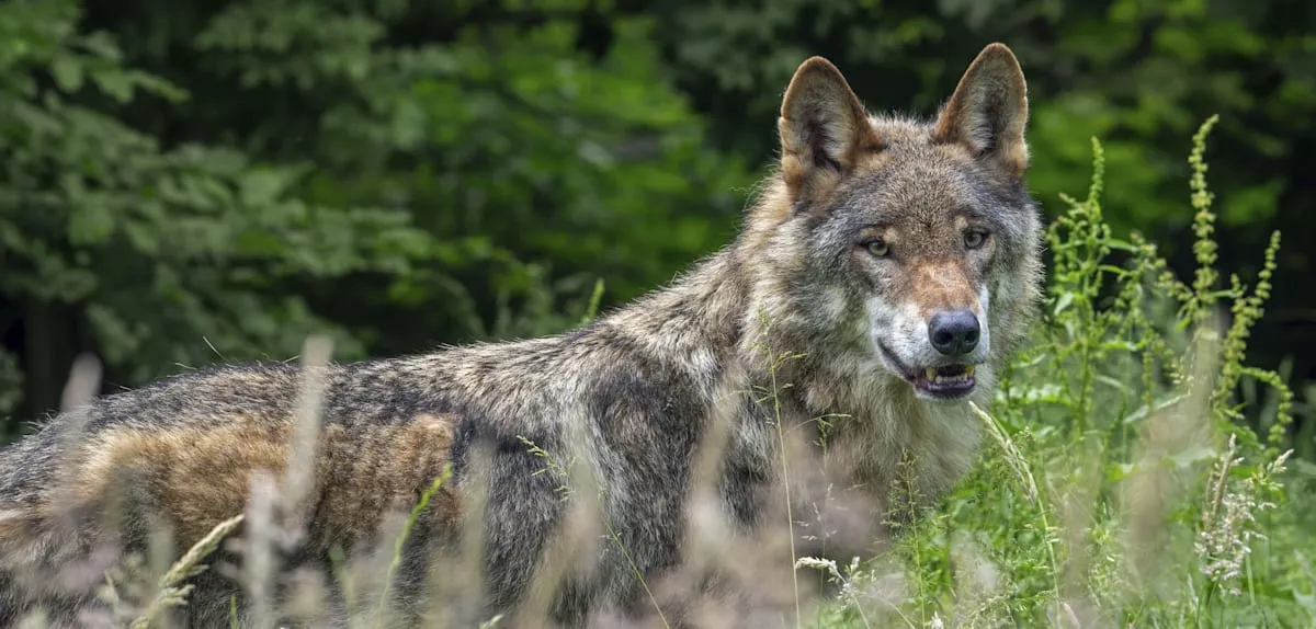Wolf Attack Claim in Tuscany: Police Contradict Family's Account of Toddler Encounter