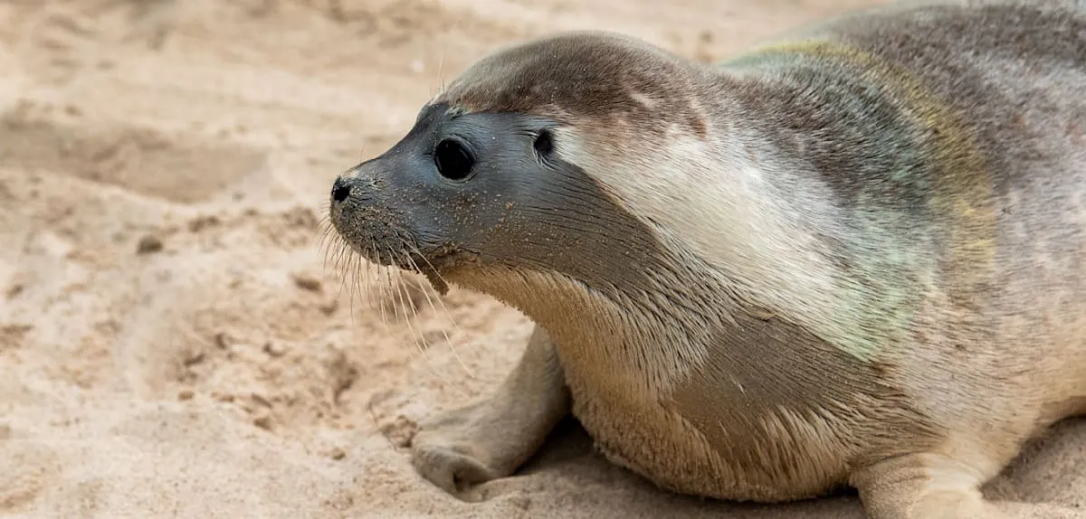Anak Anjing Laut Terluka Terdampar di Hamburg, Penyelamatan Dramatis Memukau Publik