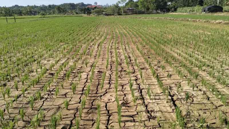 Sebagian RI Masih Basah, Kapan Kemarau Tiba? Ini Prediksi BMKG Terkini